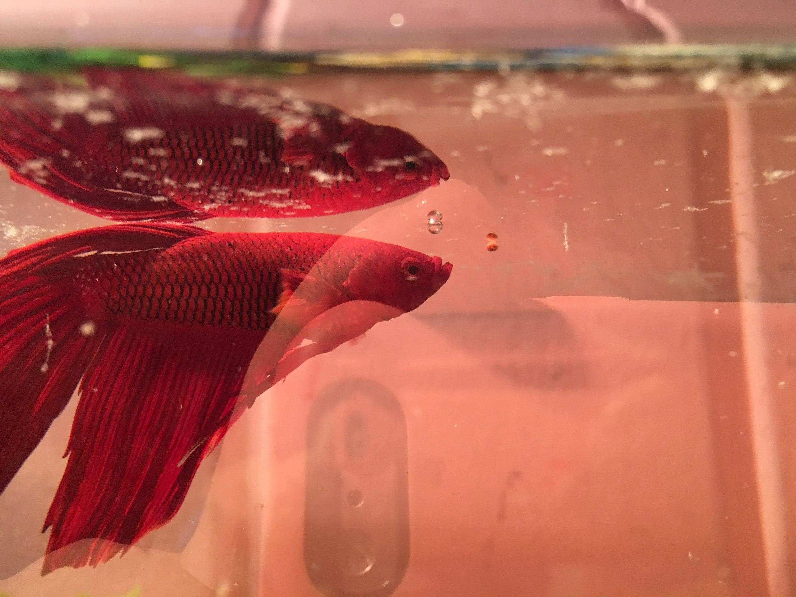 Refection Fish I was you and never knew it - GRAINOFGOLD