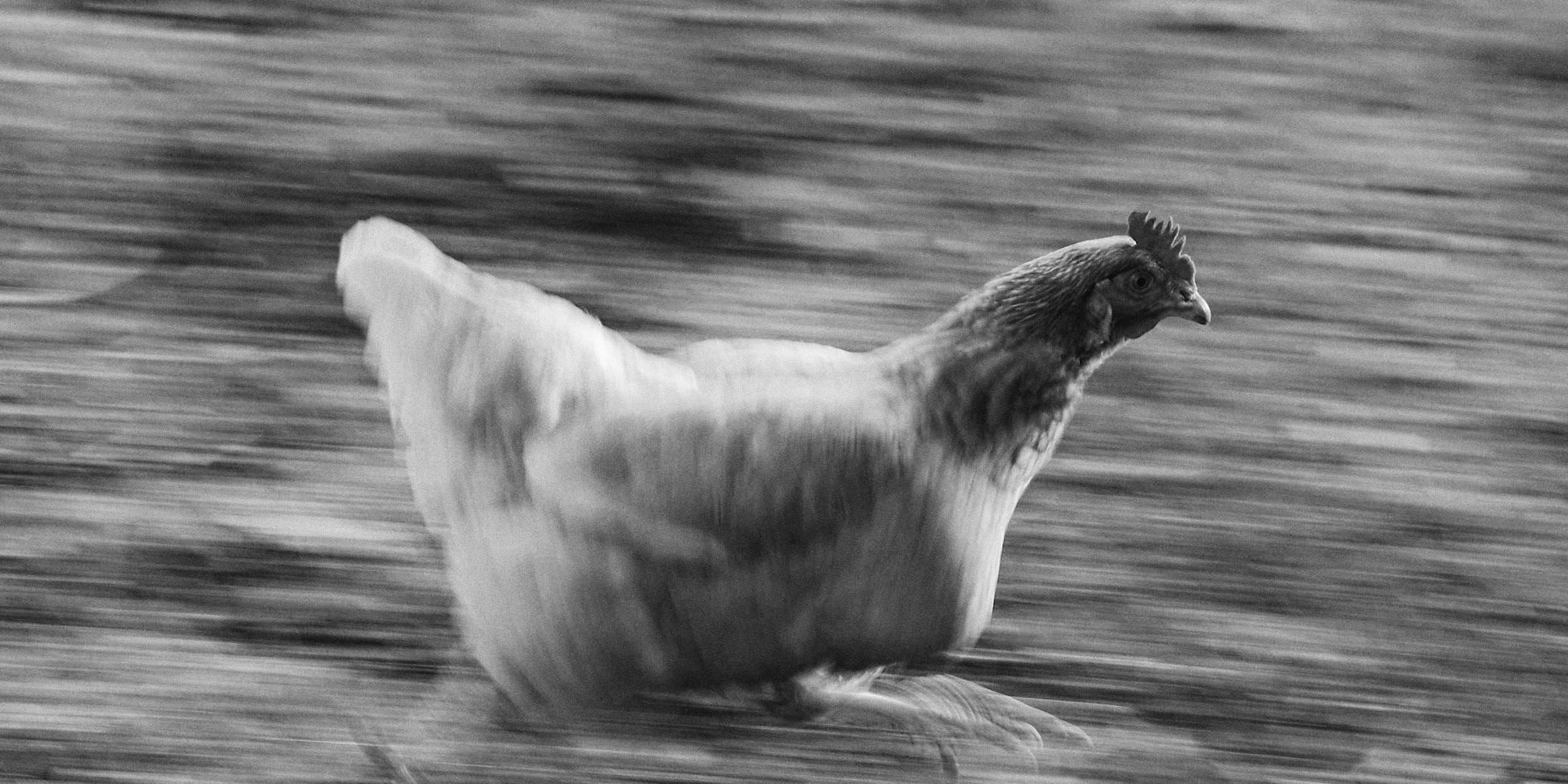 Chicken running in a farmyard, black and white image.