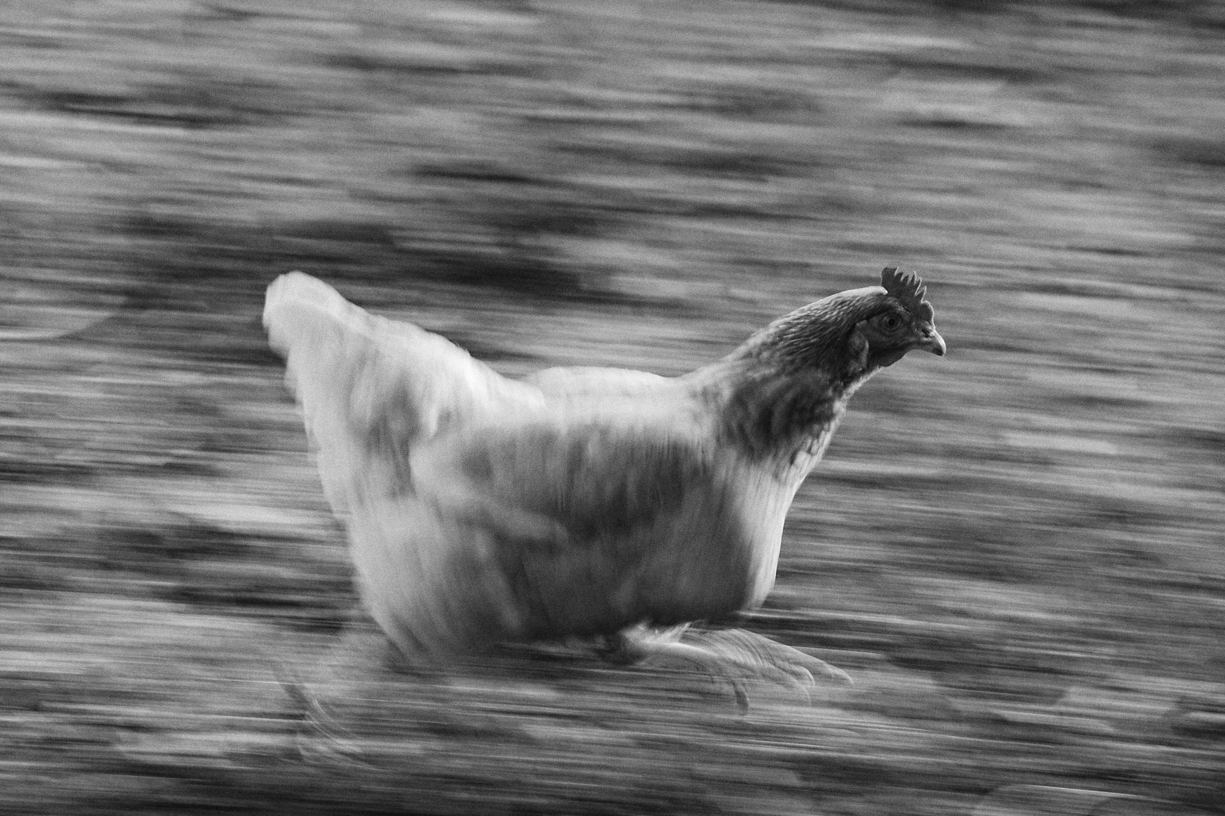 Chicken running in a farmyard, black and white image.