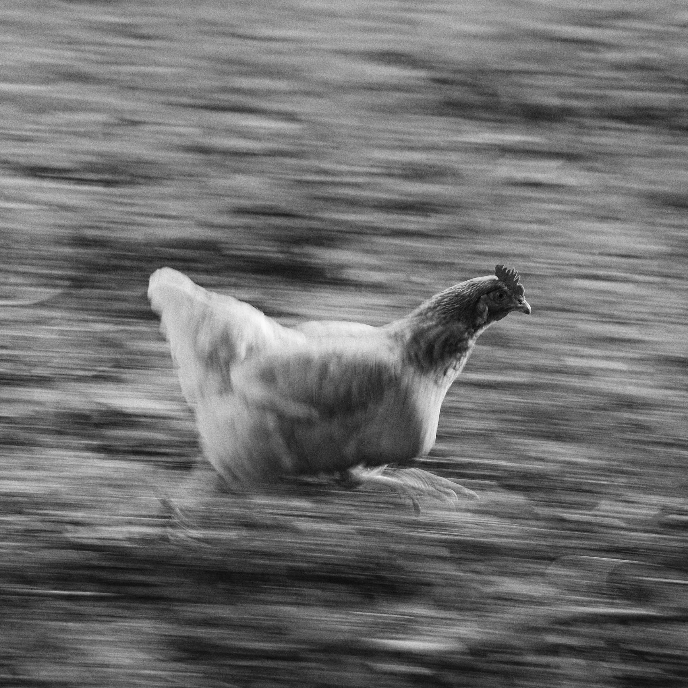 Chicken running in a farmyard, black and white image.